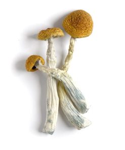 Psilocybe Aztecorum Magiska Svampar