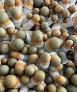 NEW Penis Envy Uncut Magic Mushrooms (VERY POTENT)