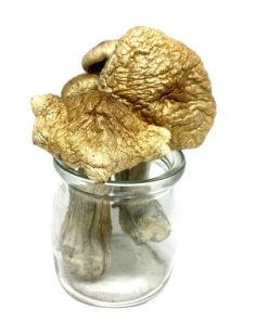 Treasure Coast Magic Mushrooms