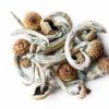 Psilocybin Magisk Svamp