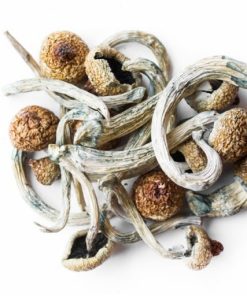 Psilocybin Magisk Svamp